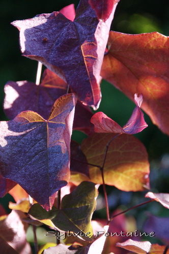 cercis-forest-pansy