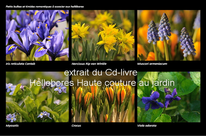 petits bulbes et plantes vivaces à associer pour annoncer le printemps petits bulbes et plantes vivaces à associer pour annoncer le printemps