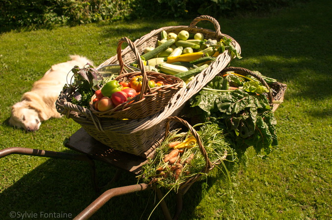 recolte de legumes en juillet-jardin de sylvie fontaine-maroilles