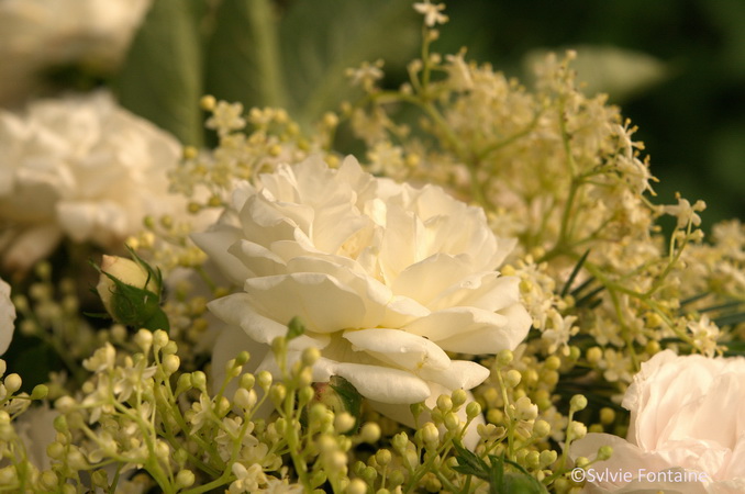 la rose alberic barbier, petite rose blanche à cueillir pour de jolis bouquets