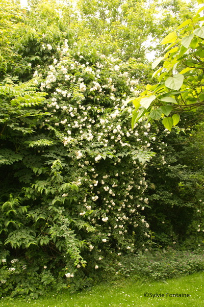 rosier alberic barbier -une cascade de petites roses blanches-jardin de sylvie fontaine à maroilles