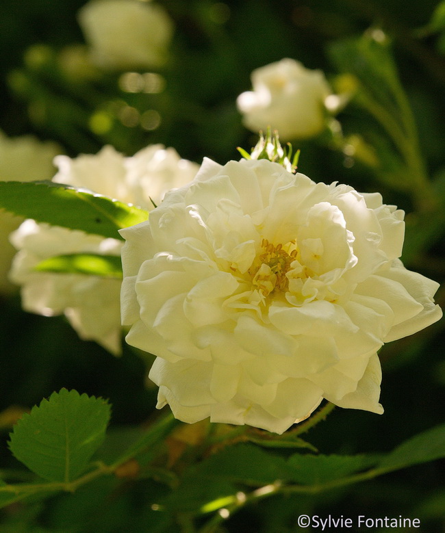 rosier alberic barbier -petite rose blanche au parfum de pomme