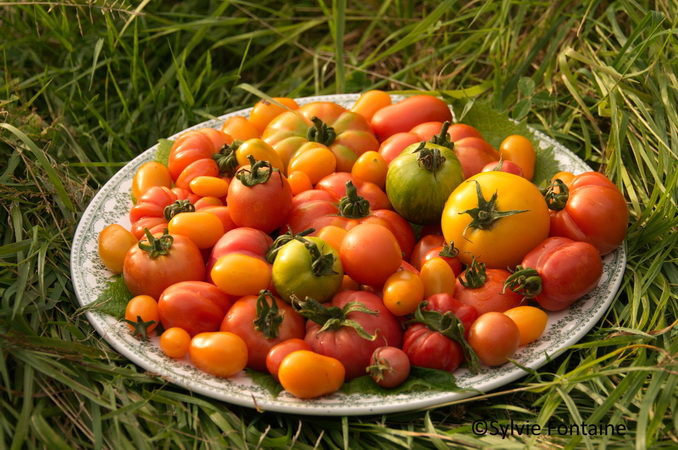tomates multicolores aux saveurs toutes différentes -jardin de sylvie fontaine