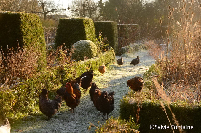 les poules vivent en liberté dans le jardin