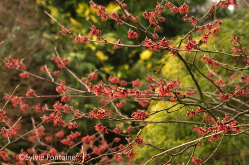 hamamelis-ruby-glow-devant-un conifere-jaune