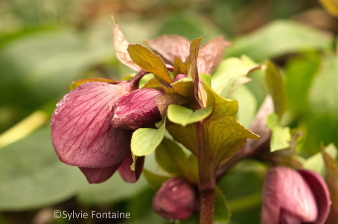 hellebore-orientale-en-boutons