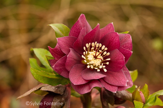 hellebore-orientale-double-pourpre hellebore-orientale-double-pourpre