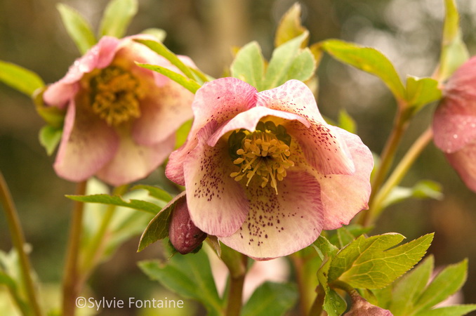 hellebore-orientale-rose-guttatus