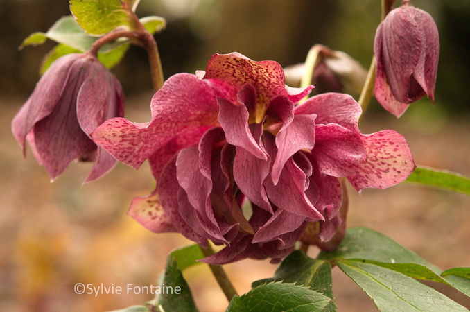 hellebore-orientale-jardin-de-sylvie-fontaine