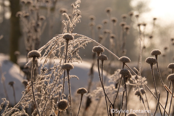 inula