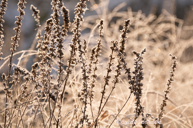 lythrum-salicaria-sur-fond-de-panicum