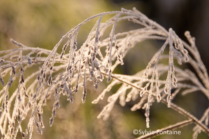 panicum-couvert-de-givre