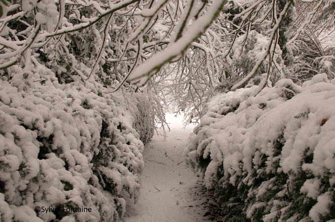 jardin-sylvie-fontaine-maroilles-sous-la-neige