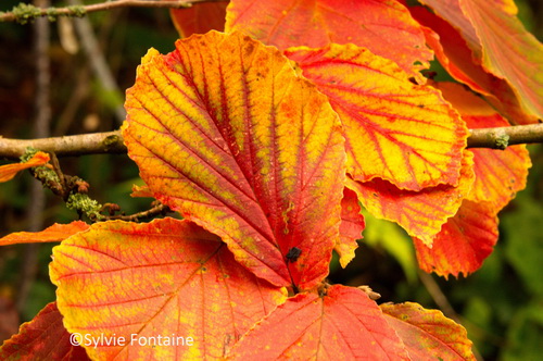 feuillage-automne-hamamelis