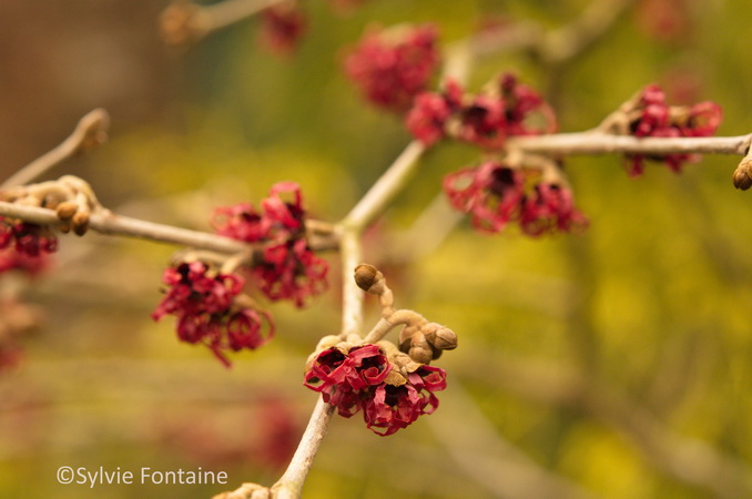 hamamelis-en-boutons