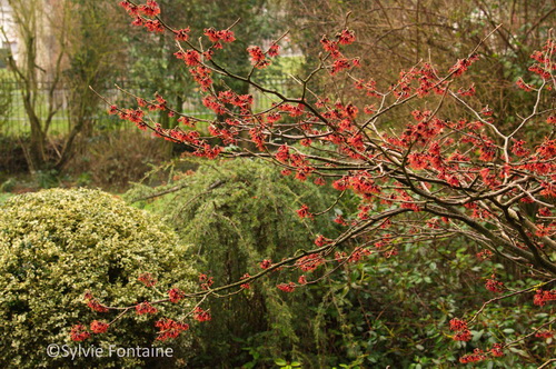 hamamelis-buis-conifere-