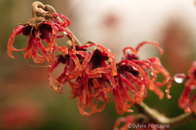 hamamelis-intermedia-ruby-glow