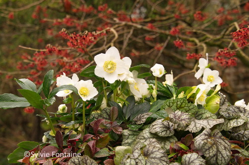 hellebore-hamamelis