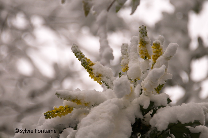 jardin-sylvie-fontaine-maroilles-mahonia-sous-la-neige