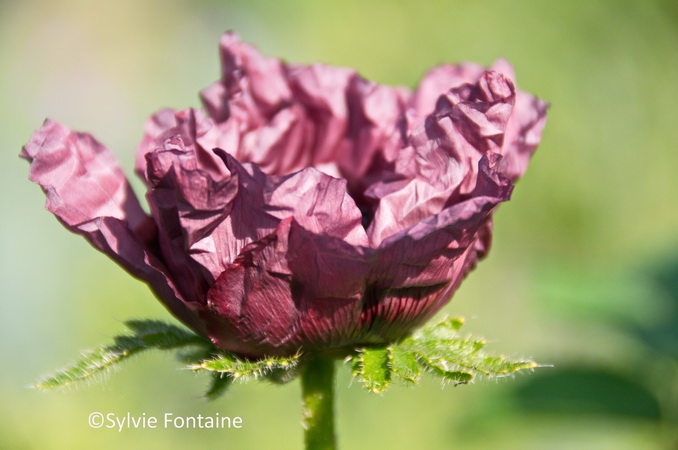 pavot-patty-s-plum-jardin-sylvie-fontaine