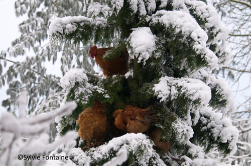 arbres-a-poules-sous-la-neige