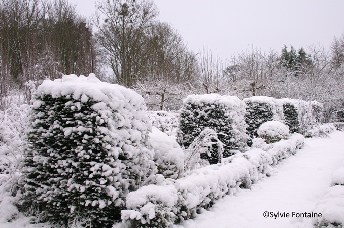 jardin-sylvie-fontaine-maroilles-mahonia-sous-la-neige