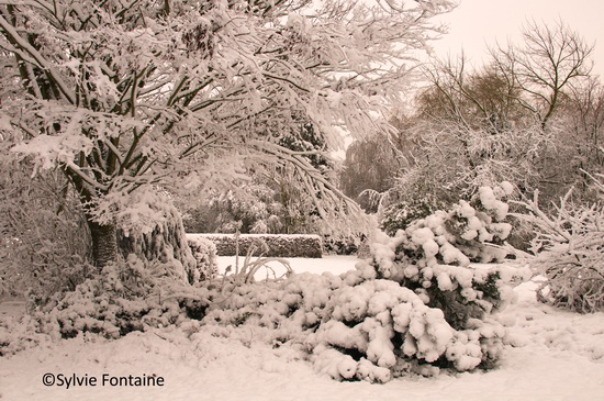 jardin-sylvie-fontaine-maroilles-sous-la-neige