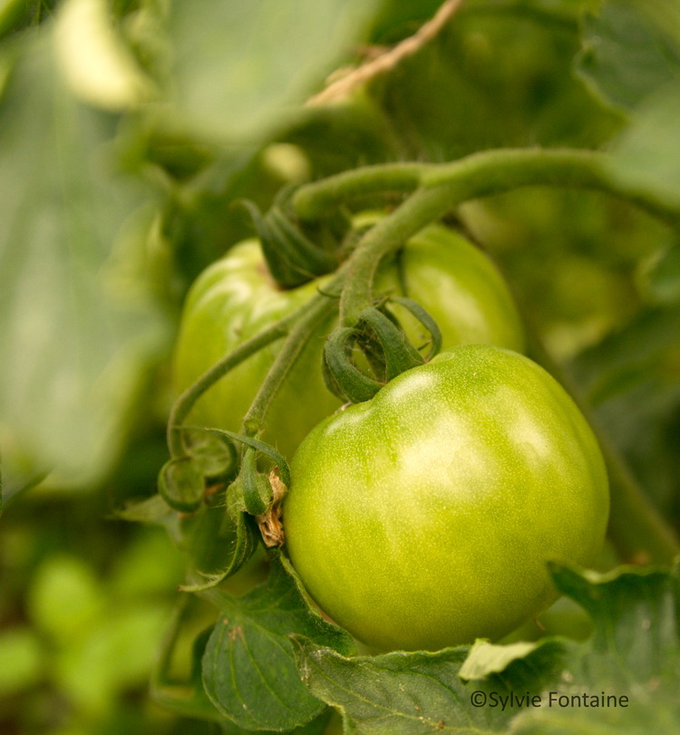 les tomates attendent le soleil pour mûrir