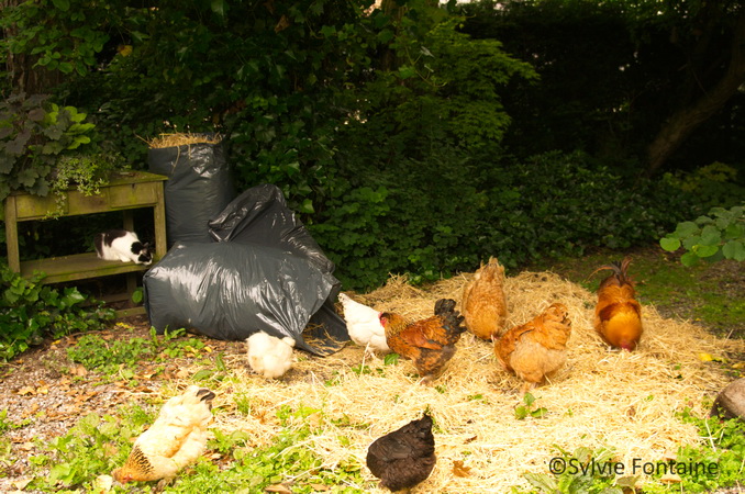 les poules du jardin font partie de son équilibre et on leur pardonne bien des bêtises