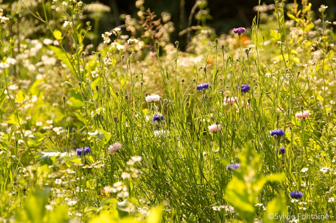 des centaurees, de- fleurs annuelles  au potager parmi les legumes