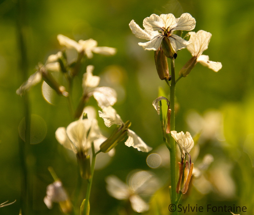 fleur de roquette