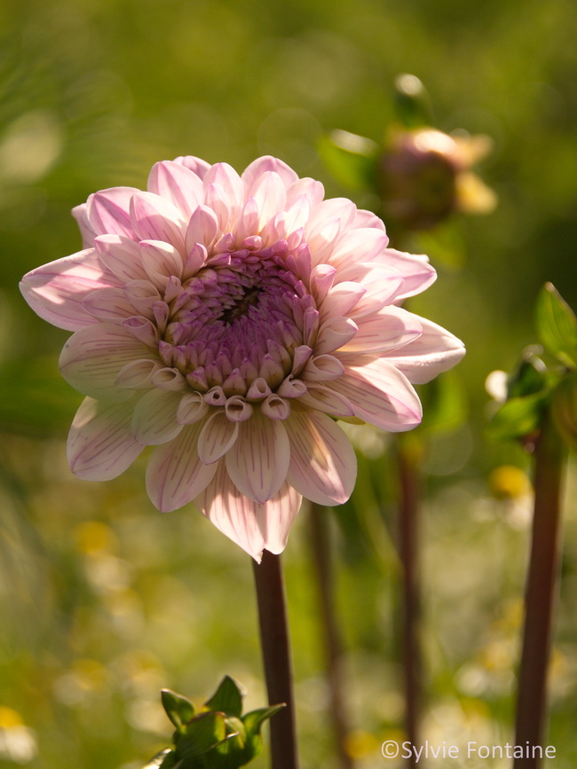 dahlias decoratifs sur de solides tiges