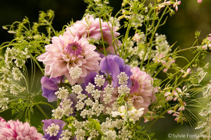 dahlia-pois de senteur-ammi majus-fleur de radis-fleur de roquette-fleur de cerfeuil