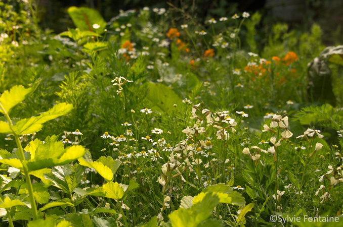 fleur de roquette-panais-carotte