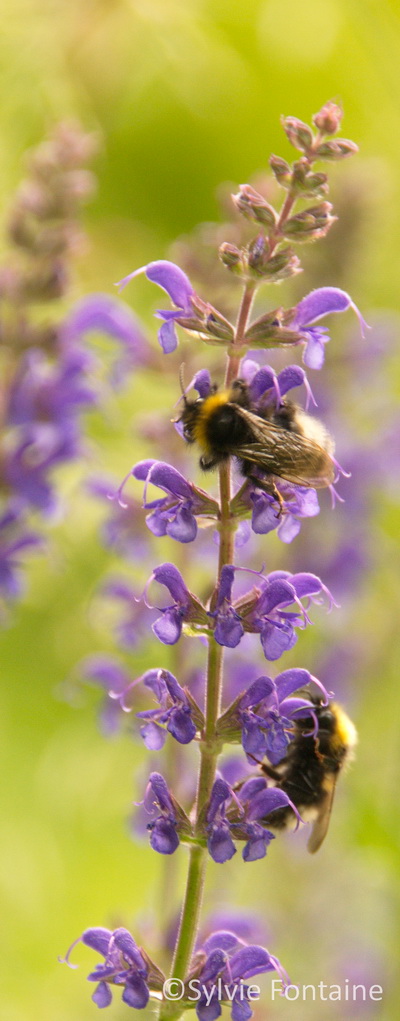 salvia sylvestris Mainacht salvia sylvestris Mainacht
