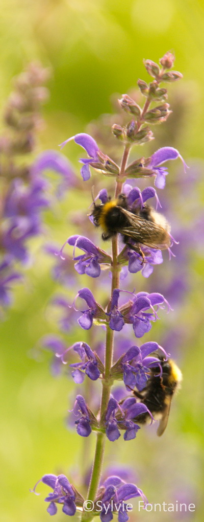 salvia sylvestris Mainacht