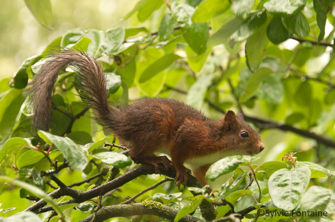 ecureuil sous la pluie au jardin de sylvie fontaine