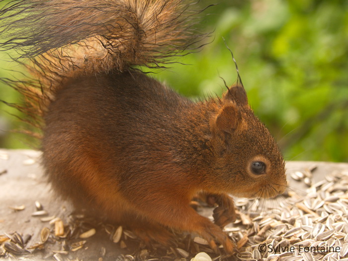 ecureuil grignottant des graines de tournesol au jardin de sylvie fontaine