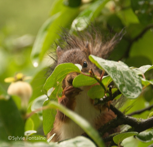 ecureuil sirotant les gouttes de pluie sur les feuilles