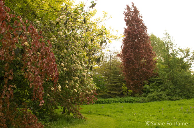 les arbres du jardin de sylvie fontaine, livrée printaniére