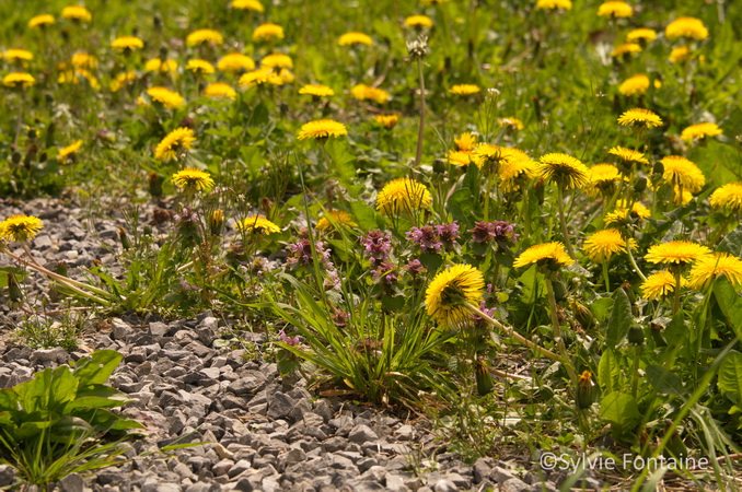 cailloux habités par de jolis et bons pissenlits