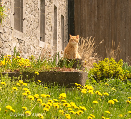 une belle vie de chat