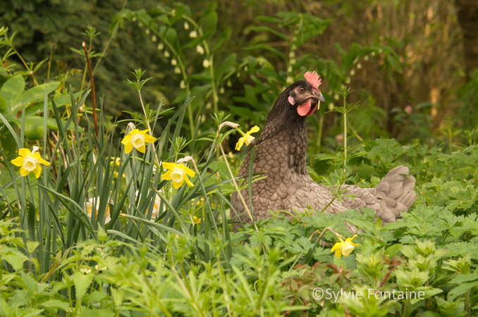 poules en liberté dans le jardin