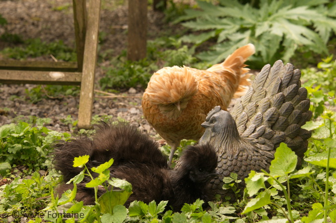 poules au jardin dans les cailloux