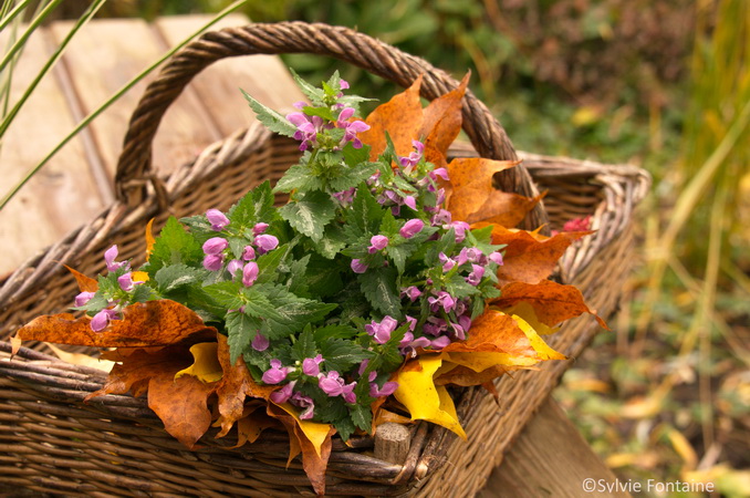 cueillette d'automne pour la soupe et un petit bouquet