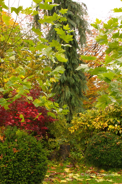 jardin de sylvie fontaine en automne -novembre 2013