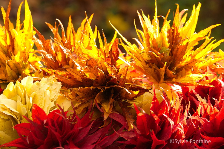 petits bouquets de feuilles de fagus asplenifolia, ginkgo biloba et d'acer japonicum pour créer les décors d'automne de la maison