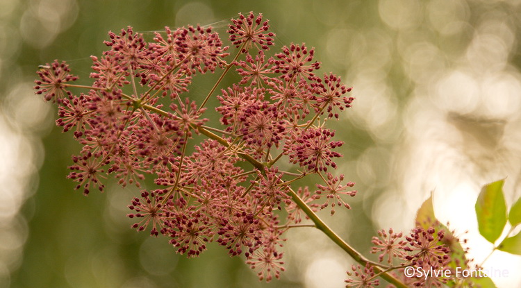 aralia californica et ses petits fruits en septembre au jardin de sylvie fontaine à Maroilles