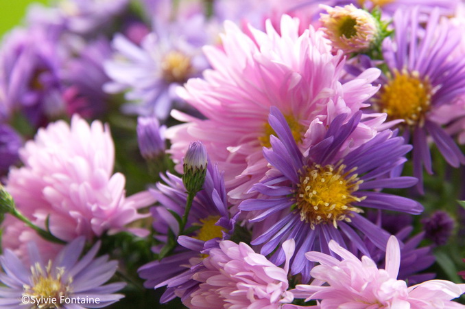aster fellowship et aster purple dome