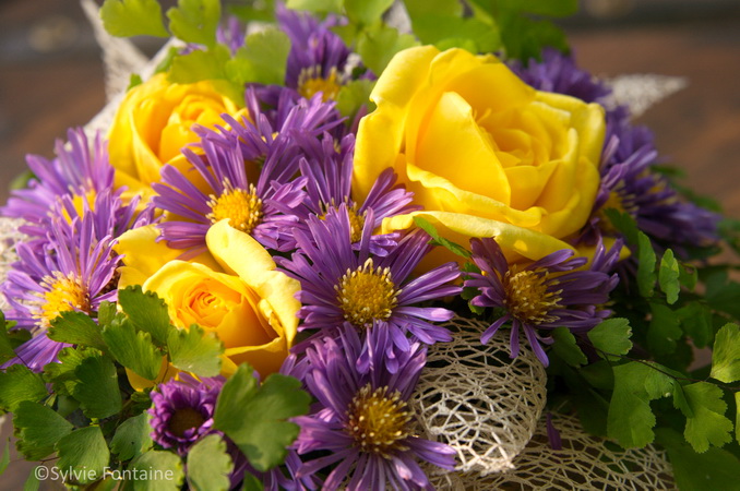 aster novae angliae Purple Dome et rosier Marco Polo en petit bouquet